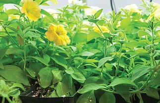 Demandez votre échantillon gratuit de graines GrowTonics