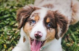 Circulaire Chico du 16 mars au 27 mai 2026