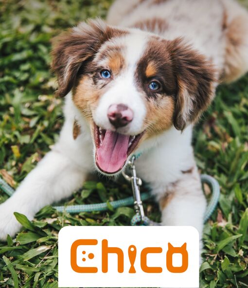 Circulaire Chico du 16 mars au 27 mai 2026